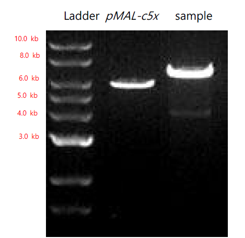 Ligation 확인을 위해 single digestion enzyme reaction 진행하여 확인한 결과