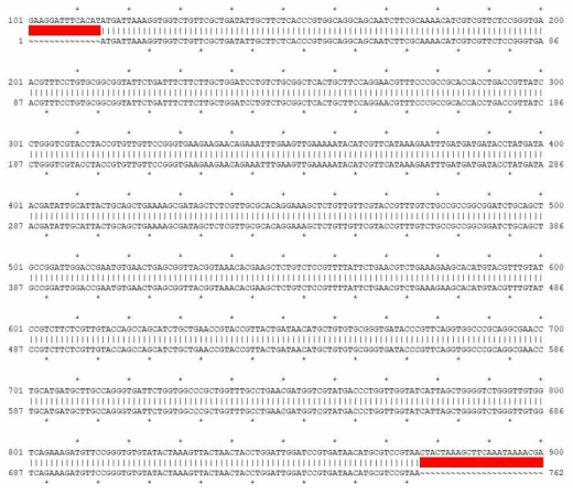 tPA-SPD pMAL-c5x (위)와 codon optimization된 tPA-SPD (아래) 염기서열을 비교한 결과. (Ape program 사용)