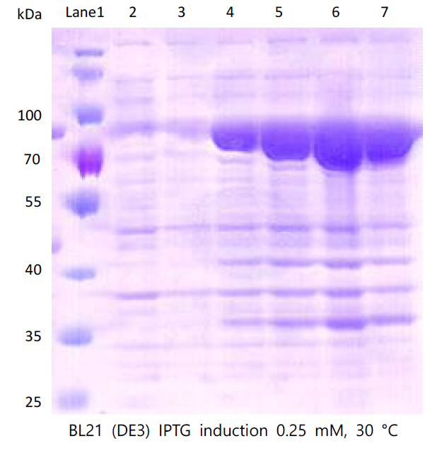 tPA-SPD pMAL-c5x를 BL21 (DE3)에 transformation 한 뒤 IPTG로 발현시킨 결과