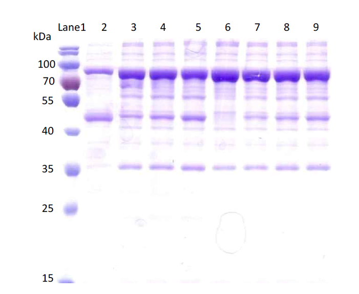 MBP를 제거하기 위해 factor Xa protease 처리를 진행하여 SDS-PAGE 내린 결과