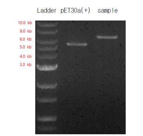 Ligation 확인을 위해 single digestion enzyme reaction 진행하여 확인한 결과