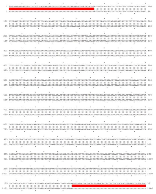 Codon optimization된 PAI-1 (아래) 와 pET30a(+)-PAI-1 (위) 염기서열을 비교한 결과. (Ape program 사용)