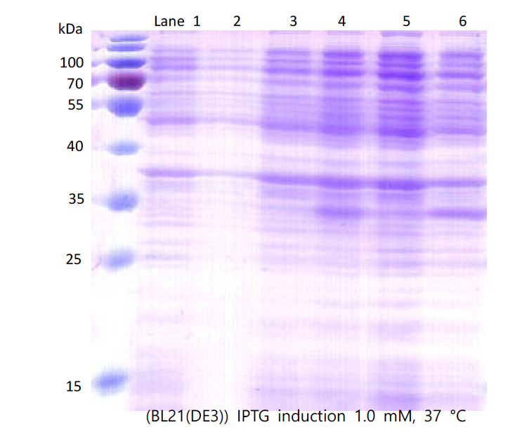 pET30a(+)-PAI-1를 BL21(DE3)에 transformation 한 뒤 IPTG로 발현시킨 결과