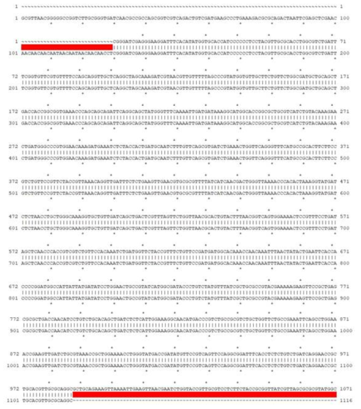 Codon optimization된 PAI-1 (위)와 pMAL-c5x-PAI-1 (아래) 염기서열을 비교한 결과. (Ape program 사용)