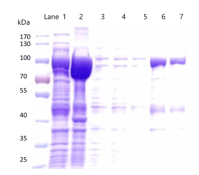 MBP binding resin을 이용하여 정제한 결과