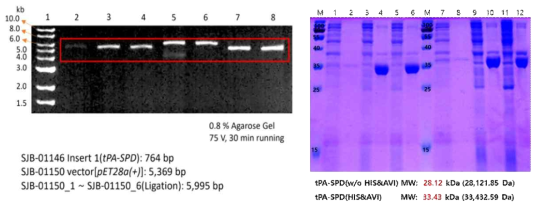 tPA-SPD 단백질의 발현을 이루기 위한 tPA-SPD pET28a(+) 플라스미드의 구축 및 His-tag을 이용한 발현 중 일반 조건에서는 수용성을 증가 시킬 수 없었음