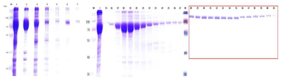 MBP tag을 이용한 단백질의 수용성 증가(좌) 및 S75 column을 이용한 단백질의 성공적인 정제(우)를 이루어 냄