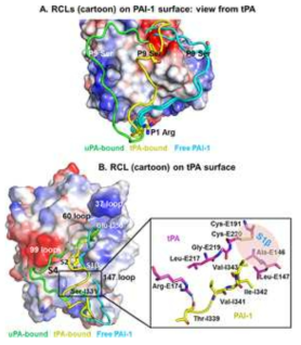tPA와 PAI-1의 Reactive center loop구조