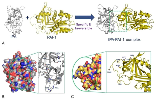 tPA와 PAI-1사이의 complex interaction