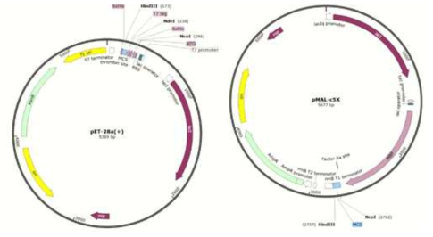 pET30a(+), pMAL-c5x plasmid vector map