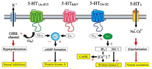 transduction of 5-HT receptor subtypes)