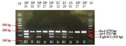 Phylogenetic group 구분을 위한 PCR 및 전기영동 결과