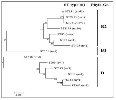 MLST ST를 기반으로 한 phylogenetic tree 모식도