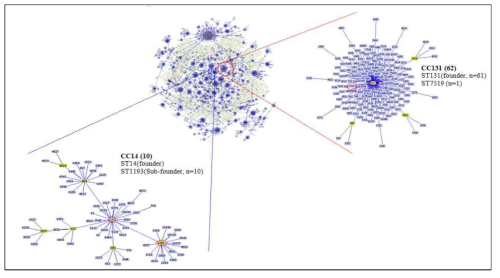 goeBURST를 이용한 E. coli MLST의 주요 클론복합체 (CC)의 clustering 모식도