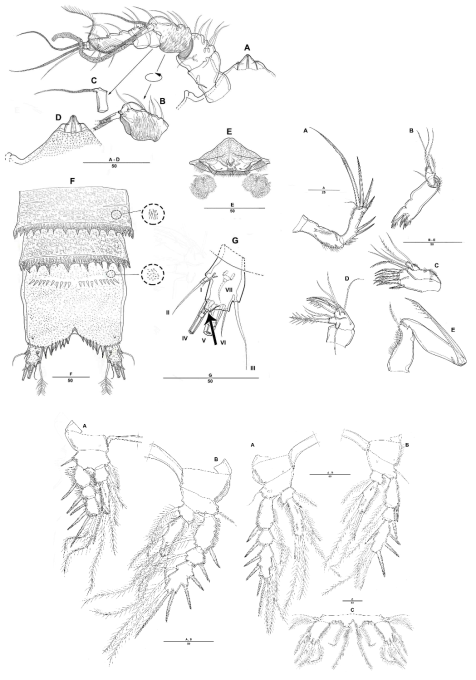 Eurycletodes 속 신종 (미국 남부)