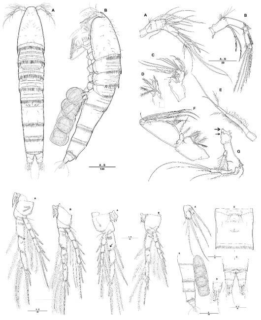 Halectinosoma 속 신종 (우리나라 남해)