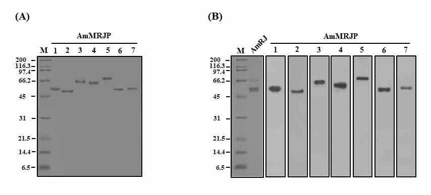 Identification of AmMRJPs 1–7. (A) SDS-PAGE of the purified recombinant AmMRJPs 1–7. The purified recombinant AmMRJPs 1–7 were identified by 12% SDS-PAGE. (B) Detection of AmMRJPs 1–7 in A. mellifera RJ. A. mellifera RJ was analyzed using 12% SDS-PAGE (AmRJ) and Western blot by employing anti-recombinant AmMRJP antibodies (AmMRJPs 1–7)