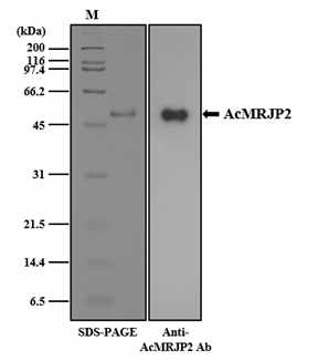 Production of recombinant AcMRJP2 in baculovirus-infected insect cells. SDS-PAGE and Western blot analyses to examine the expressions of the purified AcMRJP2