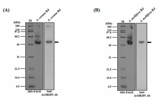 AcMRJP2 in Royal Jelly of A. cerana and A. mellifera was detected by western blot analysis using an anti-AcMRJP2 antibody.(A) Detection of AcMRJP2 in the royal jelly of A. cerana. (B) Detection of AcMRJP2 in the royal jelly of A. mellifera