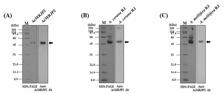 Identification of AcMRJP2. (A) The purified recombinant AcMRJP2 was identified by 12% SDS-PAGE (left) and western blot analysis using anti-AcMRJP2 antibodies (right). (B-C) Detection of MRJP 2 in RJ. A. cerana RJ (B) and A. mellifera RJ (C) samples were analyzed using 12% SDS-PAGE (left) and western blot with the anti-AcMRJP2 antibody (right)