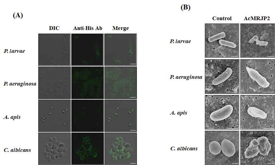 Antimicrobial role of AcMRJP2. (A) Immunofluorescence staining of the binding of AcMRJP2 to the surfaces of bacteria, fungi, and yeast. Scale bar, 5 μm. (B) SEM images of AcMRJP2-induced structural damage to microbial cell walls. Scale bar, 1 μm