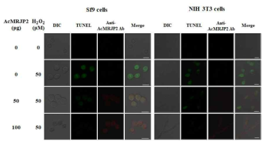 Protection of AcMRJP2 against H2O2-induced cell apoptosis. Sf9 (left) and NIH 3T3 (right) cells were treated with recombinant AcMRJP2 (0, 50, or 100 μg per ml of medium) and H2O2 (0 or 50 μM) for 24 h, and then immunofluorescence staining was performed for the detection of apoptosis (green) and AcMRJP2 (red) in the cells. Merged confocal images are shown in the fourth column (merge). Scale bar, 20 μm
