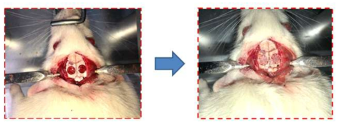 렛트 두개골에 한 쌍의 결손 모델을 만든 후 3D 프린팅으로 제작한 scaffold를 삽입(각각 PCL, PCL/TCP, cell printing, cell dipping 그룹을 평가함)