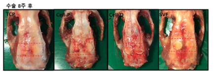 수술 8주 후 렛트를 희생하여 삽입된 스캐폴드를 포함한 두개골을 채취한 사진. 스캐폴드 주변으로 조직이 침윤되어 있으며, 골조직으로 의심되는 조직이 일부 관찰되고 있음