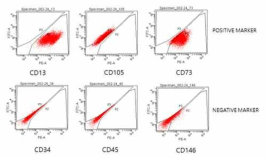 지방줄기세포의 세포 표면 항원-항체 반응성을 FACS를 통해 확인한 결과