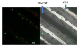 세포프린팅된 스캐폴드의 운송 후 confocal microscopy 결과