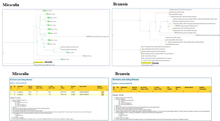 Phylogenetic tree of miraculin and brazzein genes by Clustal W. The number next to the nodes give bootstrap values from 1,000 replicates. Test of allergen protein match with miraculin and brazzein proteins