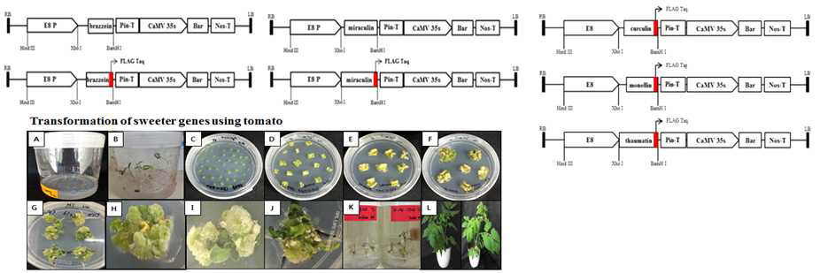 Ti-plasmid vector construction for overexpression of miraculin, brazzein, curculin, monellin and thaumatin genes in tomato, respectively and Agrobacterium-mediated transformation procedures. A-B, seed sowing and cotyledon formation; C, leaf explants; D-G, callus formation; H-J, shoots formation; K, roots formation; L, acclimation in soil