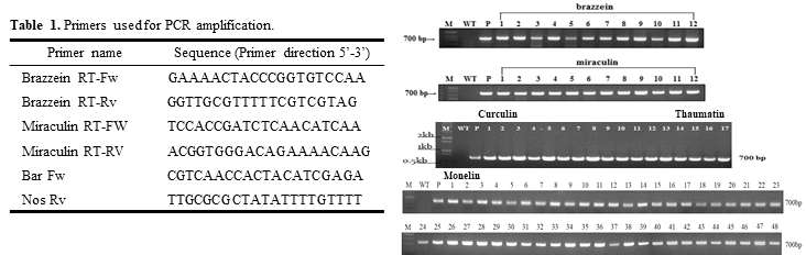 Transgenic (TG) plants with the brazzein and miraculin genes were confirmed by PCR analysis of bar and nos terminator region. TG plants and positive control showed the band around 700bp but negative control did not showed any band. M, molecular marker; WT, wild type as negative control plant; P, positive control; Lane, TG plant lines