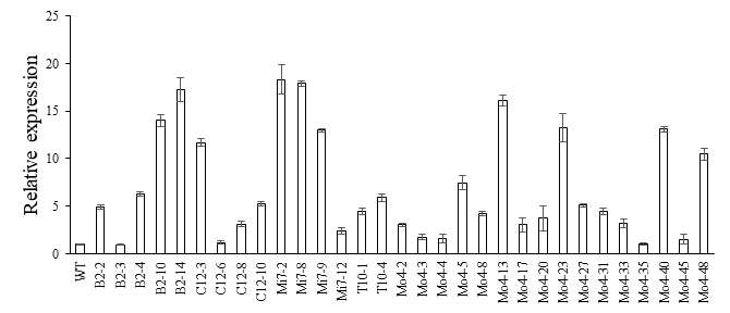 qRT-PCR analysis from transgenic T0 plants. Total RNA was purified from wild type (WT) and transgenic plants (B2-2 – Mo4-48) used in qRT-PCR assays. Results of qRT-PCR analysis showing the expression levels of candidate gene was high in transgenic lines