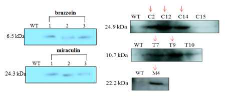 Western blot analysis in T0 generation of transgenic tomato plants with the FLAG-tag (DYKDDDDK). Protein was isolated from transgenic plants and wild type. M, molecular marker; WT, wild type transgenic plants