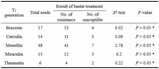 Chi-square analysis for resistant and susceptible strains, estimated with the barstar test from T1 generation of SWEETER plants