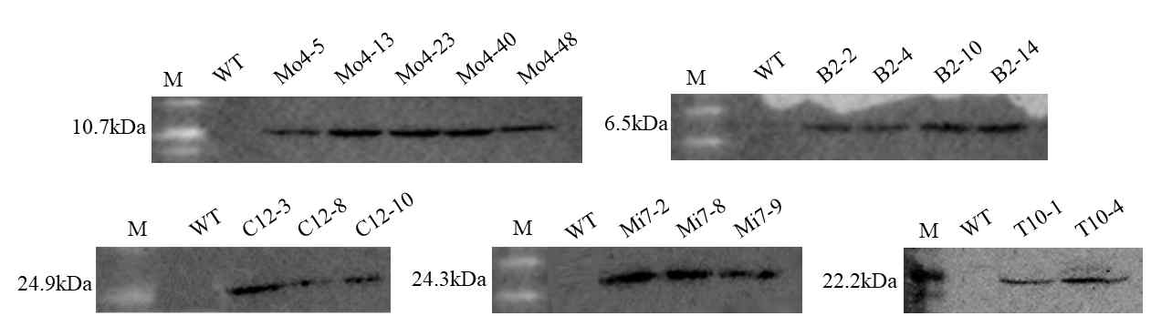 Western blot analysis in T0 generation of transgenic tomato plants with the FLAG-tag (DYKDDDDK). Protein was isolated from transgenic plants and wild type. M, molecular marker; WT, wild type transgenic plants