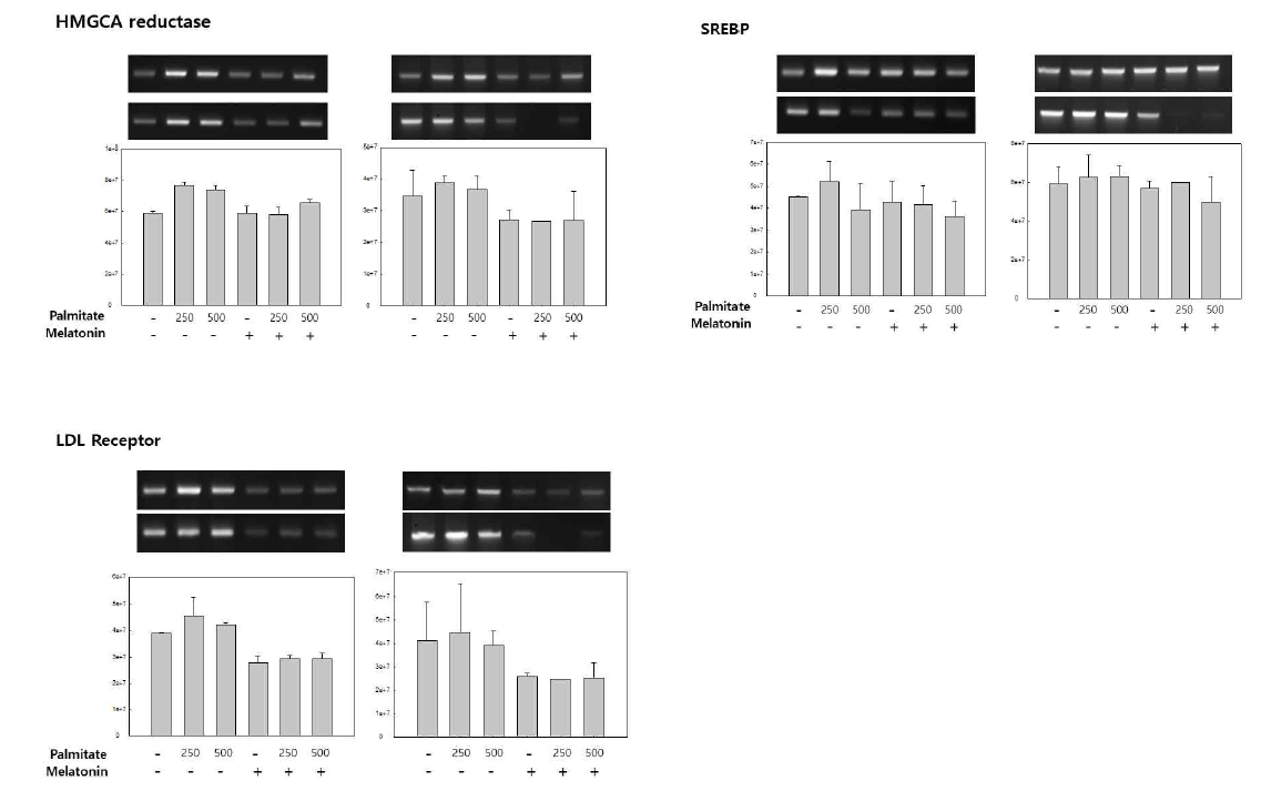 HMG-CoA reductase, SERBP, LDL receptor expression of HepG2 cell. Palmitate 250, 500uM 6hr pretreated, Melatonin 2mM 16hr treated