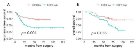 Kaplan-Meir Curves for RFS and OS according to EGFR expression