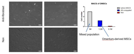 MACS of omentum-derived mesenchymal stem cells