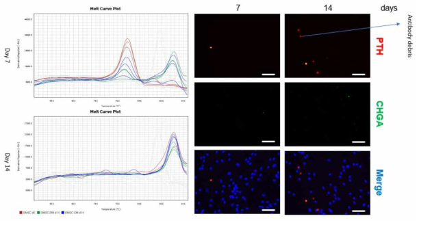 OMSCs의 부갑상선 분화 유도 시 qPCR 결과(좌)와 면역형광염색(우)