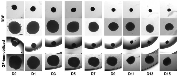 Differentiation into islet-like organoid