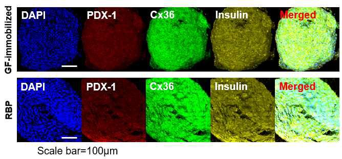 인슐린 분비 세포로의 분화 확인을 위한 면역형광염색