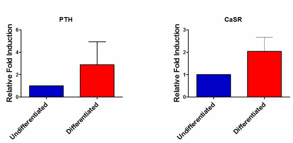 RT-PCR for PTH and CaSR gene