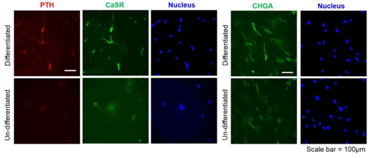 Immunofluorescence results showed partial positive staining of PTH, CaSRand CHGA in differentiation group as opposed to control