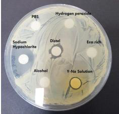 Staphylococcus Saprophyticus의 항균능력