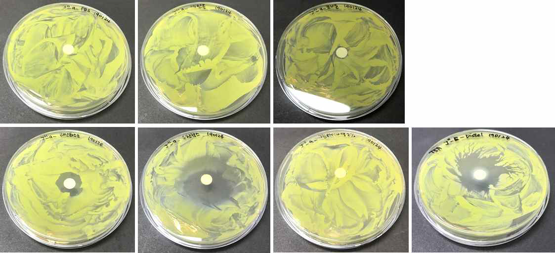 Micrococcus luteus의 항균능력