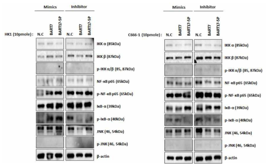 BART7, BART17 miRNA mimics와 inhibitor를 처리에 따른 비인두암 세포주에서 세포 신호전달 물질의 발현변화를 확인한 Western blotting 실험