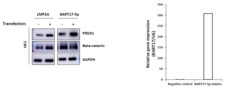 BART17-5p regulates the expression of PRDX1 similar to LMP2A