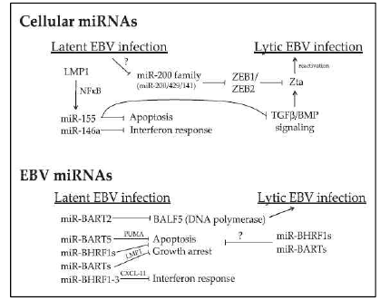 Carcinogenesis에서의 Cellular miRNA와 EBV miRNA의 역할 (Microbes and Infection 13:1156-1167, 2011)